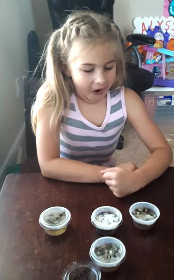 A girl leaning over a table looking closely at four small covered cups from a science experiment